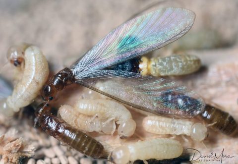 Termitas soldado (cabeza oscura), obreras y reproductores secundarios (cuerpo y cabeza de color blanquecino) y reproductores primarios con y sin alas (cabeza y cuerpo color pardo) de Cryptotermes brevis