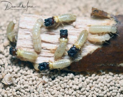 Termitas soldado (cabeza oscura), obreras y reproductores secundarios (cuerpo y cabeza de color blanquecino) de Cryptotermes brevis