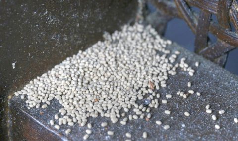 Gránulos fecales de Cryptotermes brevis