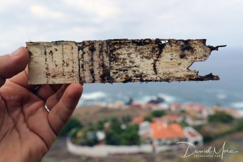 Consumo y barro creado con excrementos de Reticulitermes flavipes en un trozo de madera