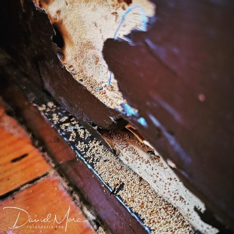 Excrementos de la familia Kalotermitidae y consumo de la madera interior de una vivienda