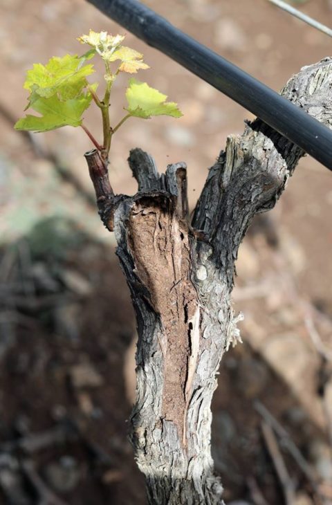 Daños a planta viva por Reticulitermes flavipes