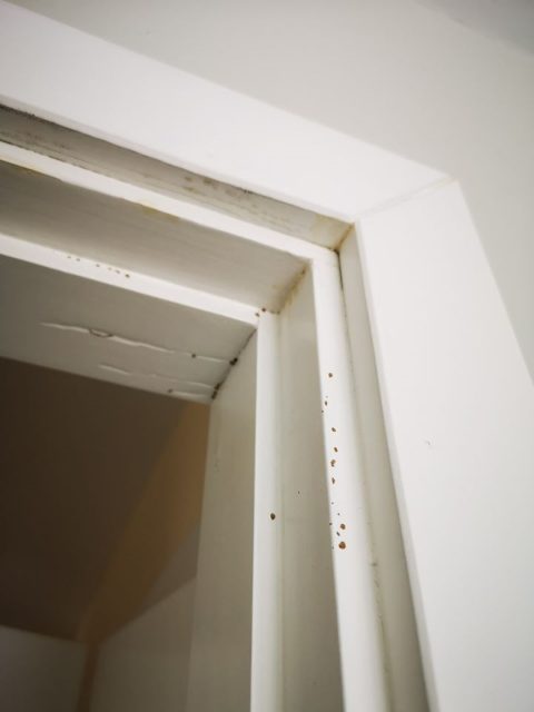 Indicios de canales de barro de Reticulitermes flavipes en el marco de una puerta