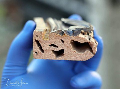 Madera consumida por termita de madera seca