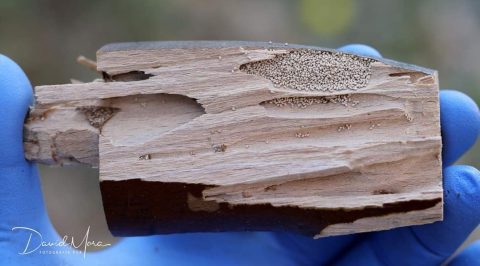 Excrementos de la familia Kalotermitidae y consumo de una madera