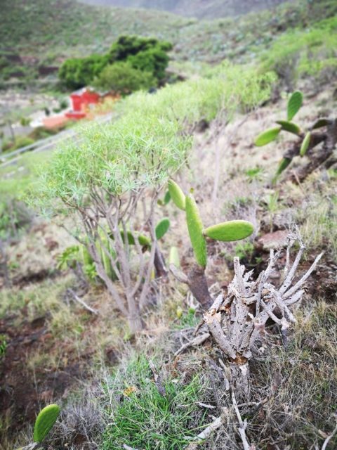 Daños a planta viva del medio natural por Reticulitermes flavipes