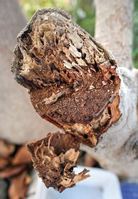 Planta viva consumida por Reticulitermes flavipes