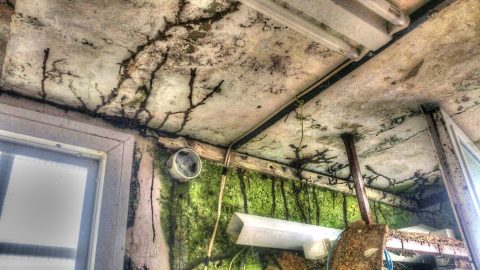 Maderas afectadas y canales de progresión de Reticulitermes flavipes en la vivienda de un particular