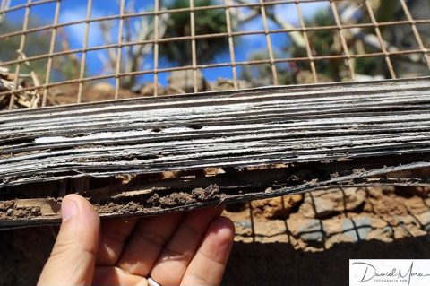 Madera de mobiliario público de Tacoronte consumida por Reticulitermes flavipes