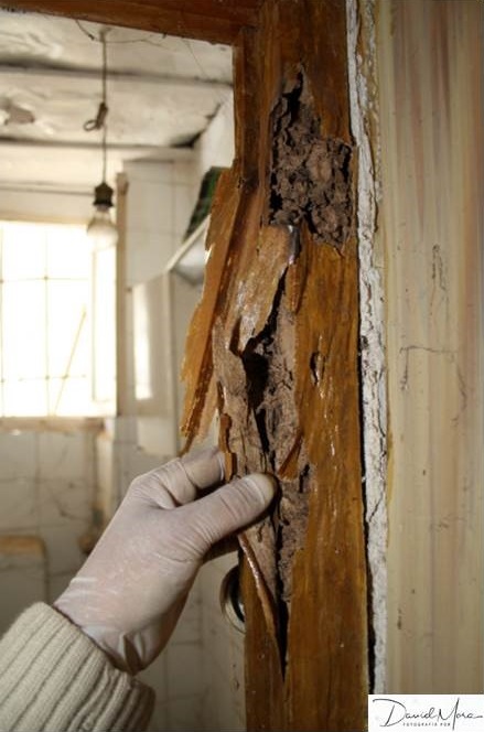 Marco de la puerta de una vivienda consumido por Reticulitermes flavipes