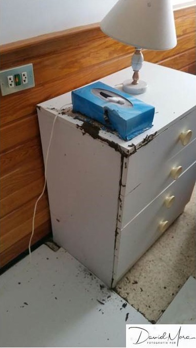 Mueble en el interior de una vivienda de Tacoronte infestado de Reticulitermes flavipes