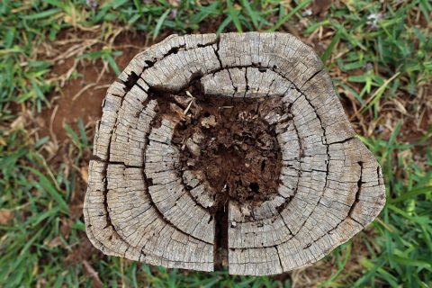 Tronco de una planta viva afectado por Reticulitermes flavipes