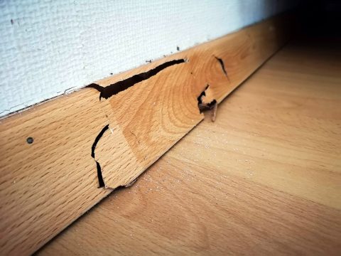 Daños causados por R. flavipes a madera de revestimiento de una vivienda