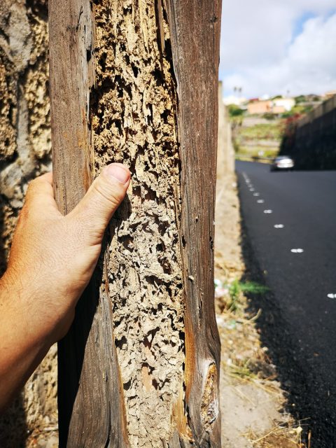 Daños a mobiliario público de Tacoronte por Reticulitermes flavipes
