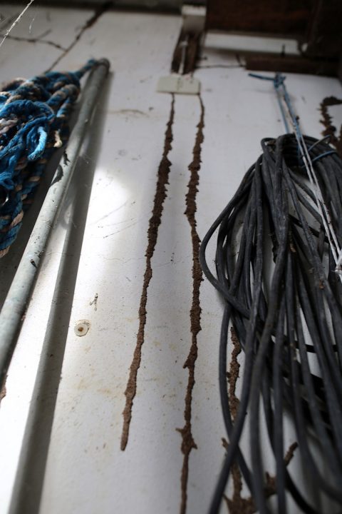 Canales de progresión de Reticulitermes flavipes en la pared de una vivienda de Tacoronte