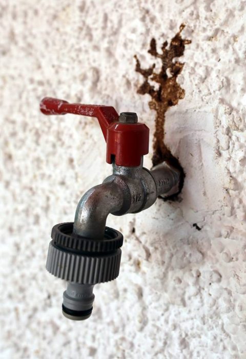 Canal de barro de Reticulitermes flavipes en el grifo de una vivienda de Tacoronte, aprovechan cualquier fuente de humedad