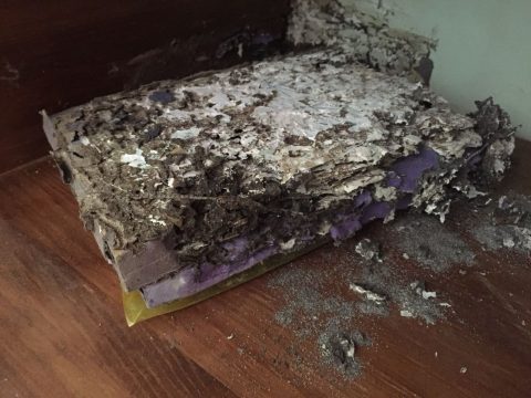 Madera en el interior de una vivienda consumida por Reticulitermes flavipes