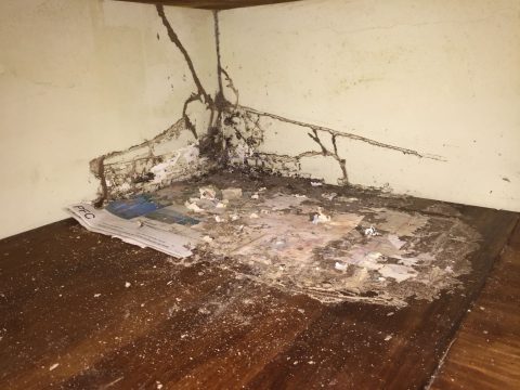 Interior de una casa afectada por Reticulitermes flavipes