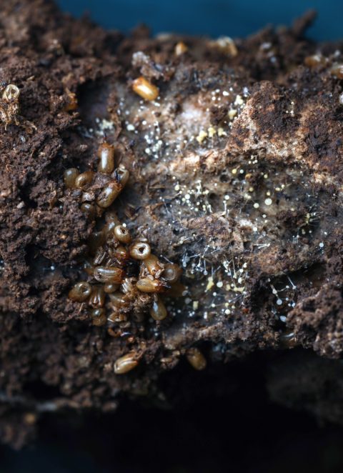 Soldados de Reticulitermes flavipes tras el efecto del hexaflumurón