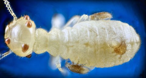 Ácaros sobre obrera de Reticulitermes flavipes debido a la ingesta de hexaflumurón