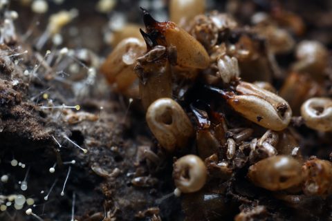 Soldados de Reticulitermes flavipes tras el efecto del hexaflumurón