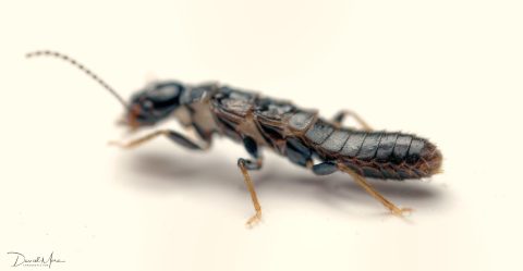 Reproductor primario sin alas de Reticulitermes flavipes