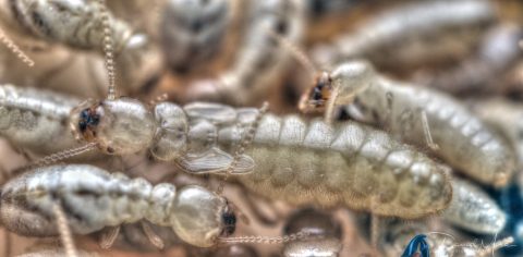 Obreras y neotenia (individuo de mayor tamaño y en el centro) de Reticulitermes flavipes