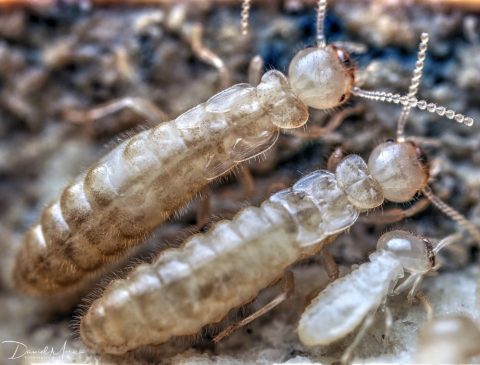 Individuos neoténicos (reproductores secundarios) y obrera (a la derecha) de Reticulitermes flavipes