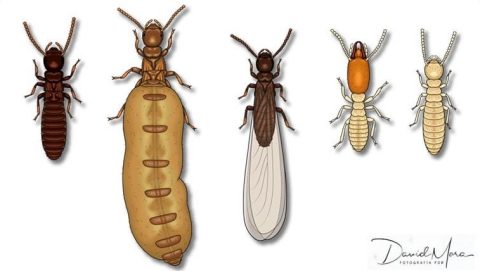 Castas que conforman una colonia de Reticulitermes flavipes Rey, reina, reproductor alado, soldado y obrera (De izquierda a derecha)