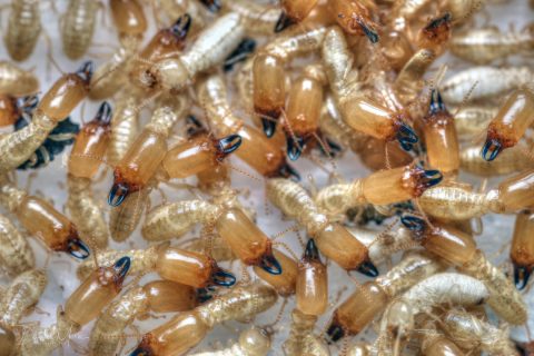 Soldados (individuos cabeza marrón y mandíbulas negras) y obreras (individuos más blanquecinos) de Reticulitermes flavipes