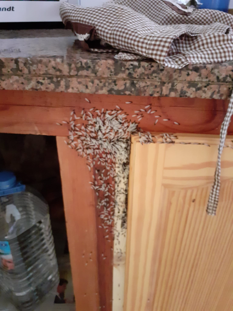 Individuos alados de Reticulitermes flavipes en el interior de una vivienda de Tenerife durante la epoca de enjambrazones.