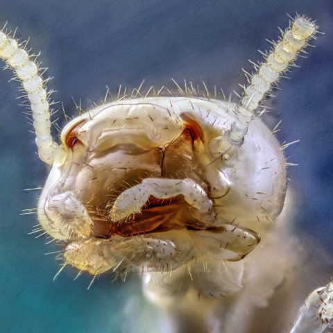 Imagen ampliada de la cabeza de una obrera de Reticulitermes flavipes
