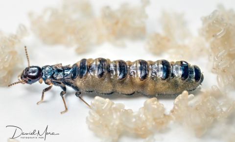 Termita reina de Reticulitermes sp. rodeada de huevos