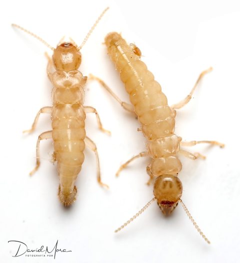 Individuos neoténicos (reproductores secundarios) de Reticulitermes flavipes