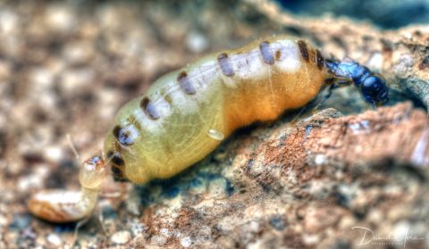 Termita reina (reproductor primario) y obrera (individuo menor y blanquecino) de Reticulitermes flavipes