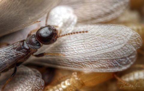 Reproductor primario alado de Reticulitermes flavipes