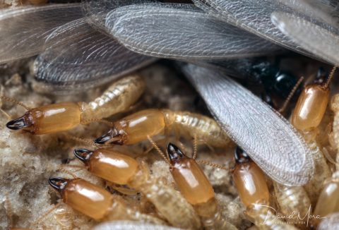 Soldados (cabeza marrón con mandíbulas negras) y alados de Reticulitermes flavipes