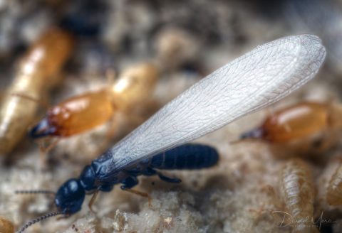 Reproductor primario alado de Reticulitermes flavipes