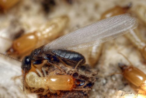 Reproductor primario alado y soldado (cabeza marrón con mandíbulas negras) de Reticulitermes flavipes