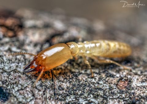 Soldado de Reticulitermes flavipes