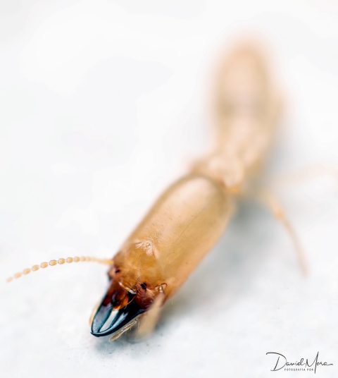Soldado de Reticulitermes flavipes