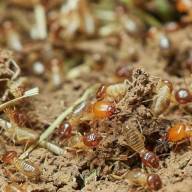 Una especie de termita muy destructiva llega a Tenerife 
