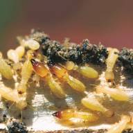 La plaga de termitas incontrolada en Tenerife